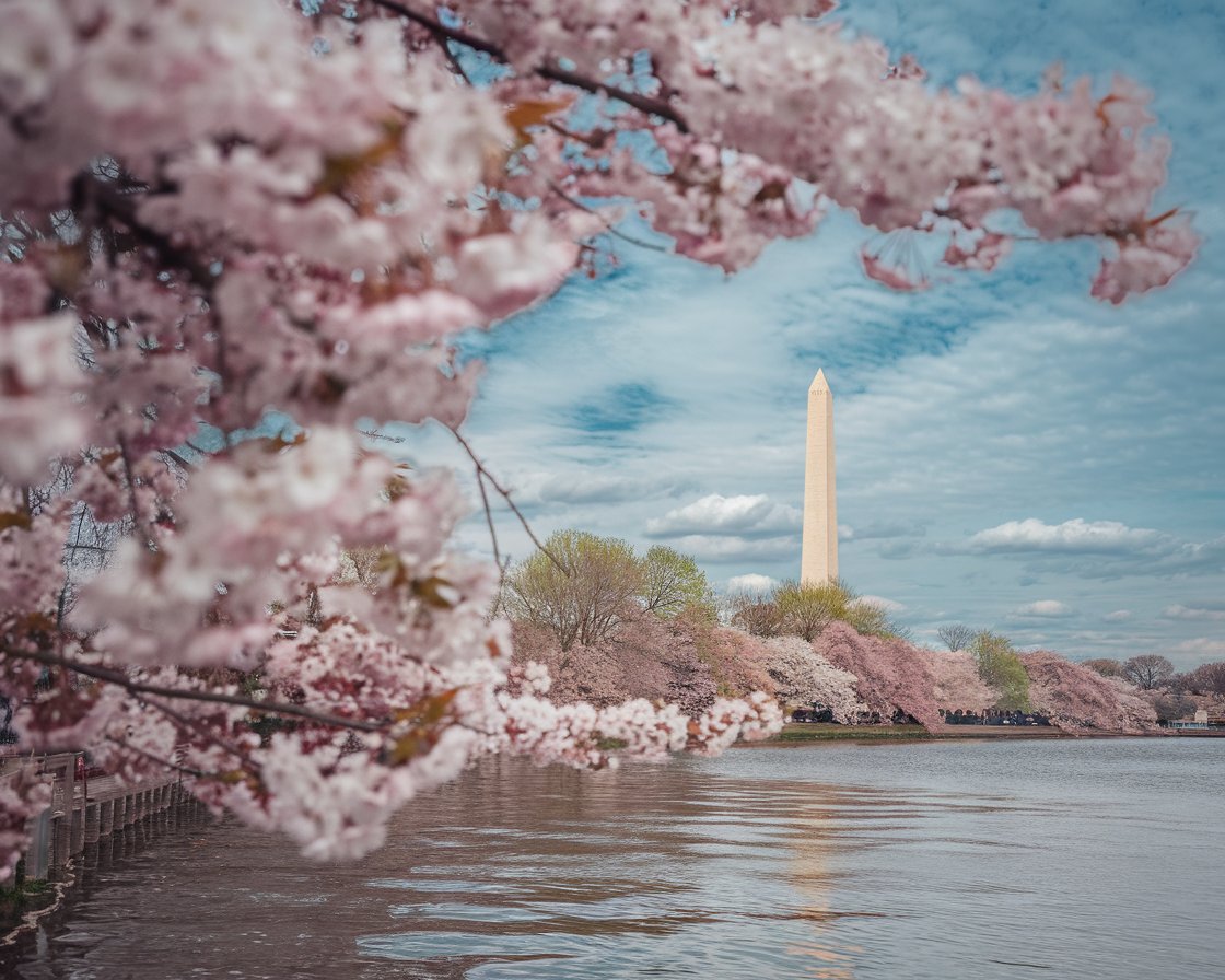 A serene view of the Tidal Basin in Washington, D.C., with the Jefferson Memorial reflected in the calm waters and cherry blossom trees in bloom