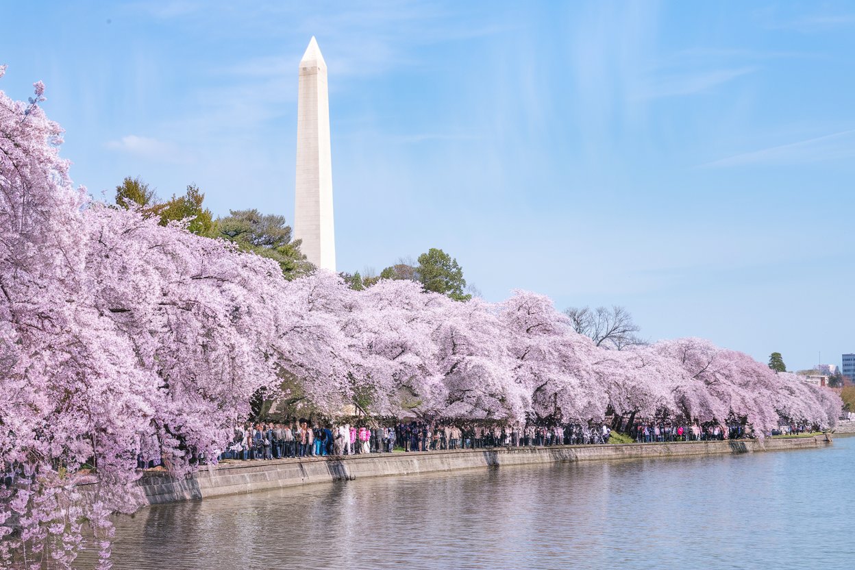 A breathtaking view of Washington, D.C.’s Tidal Basin during the Cherry Blossom Festival, with blooming pink and white blossoms framing the Jefferson Memorial.